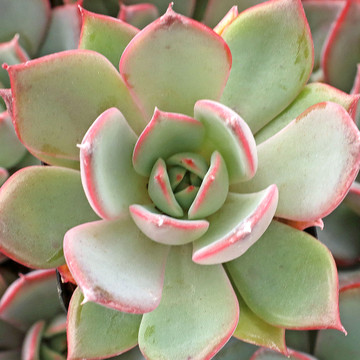 Echeveria 'Iconic'