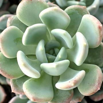 Echeveria 'Scenic'