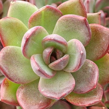 Echeveria 'Fantastic'