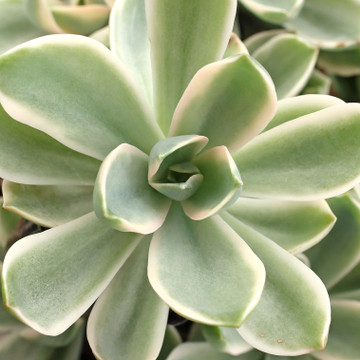 Graptoveria 'Variegated Fred Ives'
