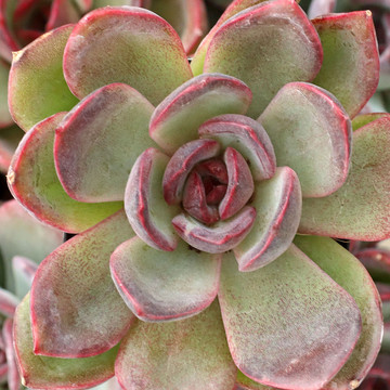 Echeveria 'Aerobic'
