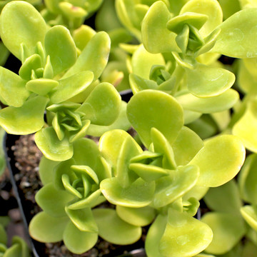Sedum confusum