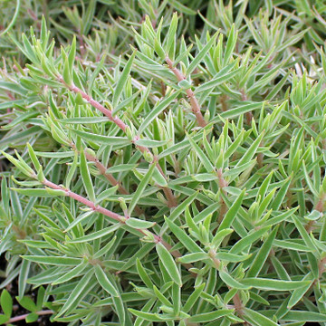 Sedum lineare f. variegatum - Carpet Sedum