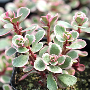 Sedum spurium 'Tricolor'