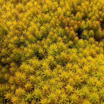 Sedum reflexum 'Angelina' (Mature)