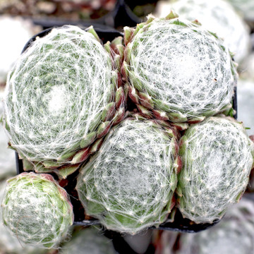 Sempervivum arachnoideum ssp. tomentosum f/ Gorges de Daluis (Young) - April