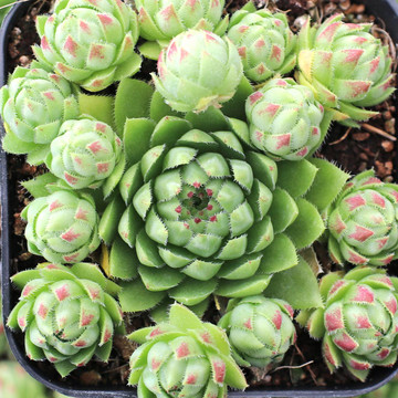 Sempervivum - Hens & Chicks | Mountain Crest Gardens®