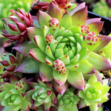 Sempervivum globiferum ssp. hirtum 'Emerald Spring'