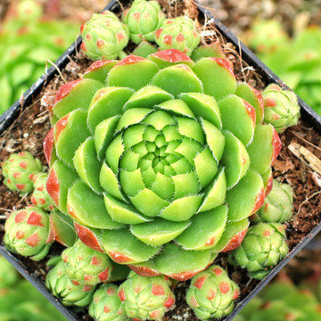 Sempervivum globiferum ssp. hirtum f/ High Tatra - April