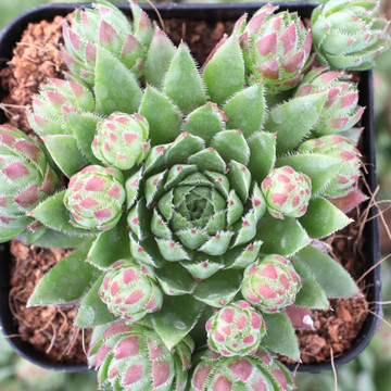 Sempervivum globiferum ssp. hirtum 'Hedgehog'