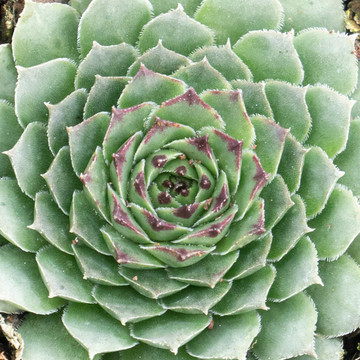 Sempervivum tectorum f/ Andorra - February