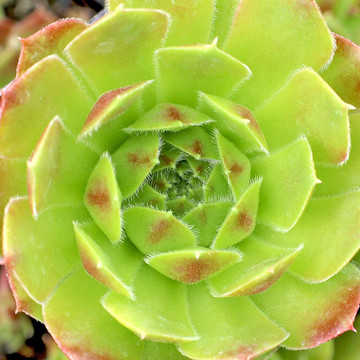 Sempervivum 'More Honey' (Young) - May