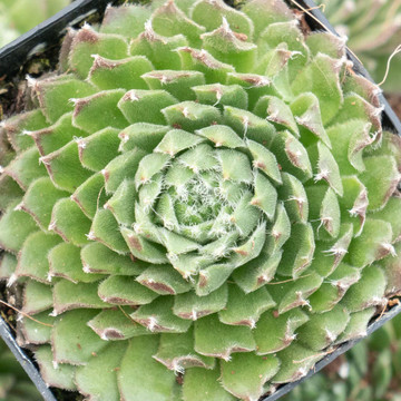 Sempervivum 'King George' - February