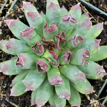 Sempervivum 'Oddity' (Mature)