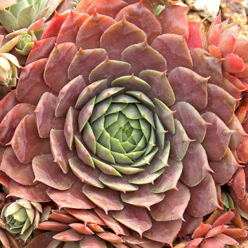 Sempervivum 'Purple Beauty' (Outdoors) - August