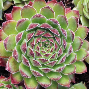 Sempervivum 'Pruhonice'