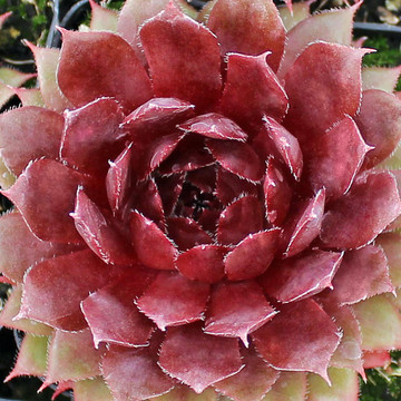 Sempervivum 'Royal Ruby' - June