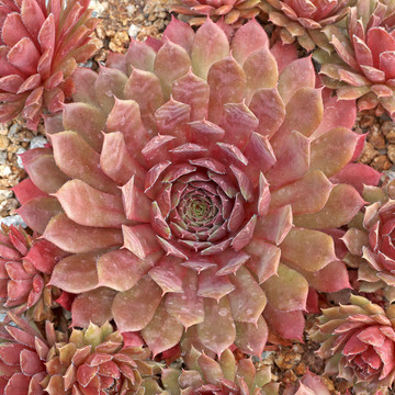 Sempervivum 'Royal Ruby' (Outdoors) - August