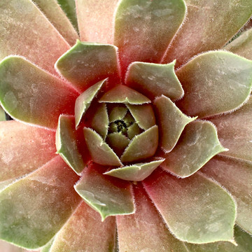 Sempervivum 'Sanford' - June