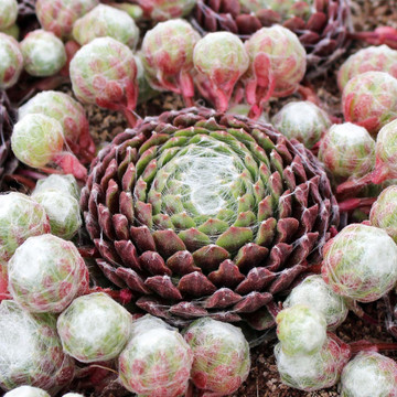 Sempervivum arachnoideum 'Cebenese' (Mature) - Late Spring