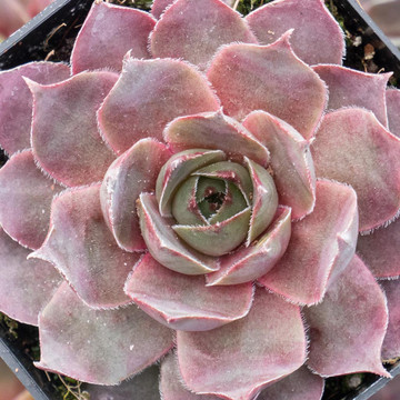 Sempervivum 'Silverine' - February