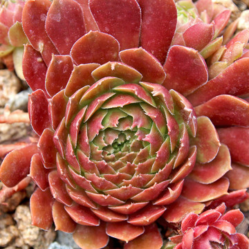 Sempervivum 'Rubikon' (Outdoors) - August