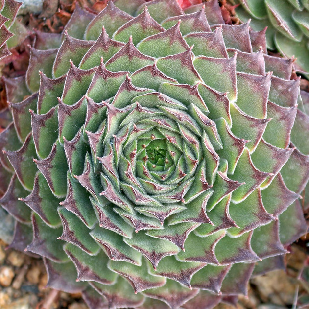 Sempervivum 'Proud Zelda' (Outdoors) - November