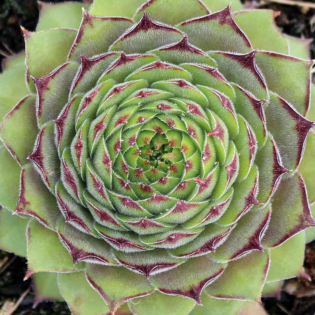 Sempervivum 'Proud Zelda' - October