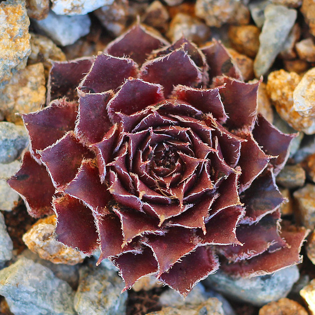 Sempervivum 'Hullabaloo' (Outdoors) - January