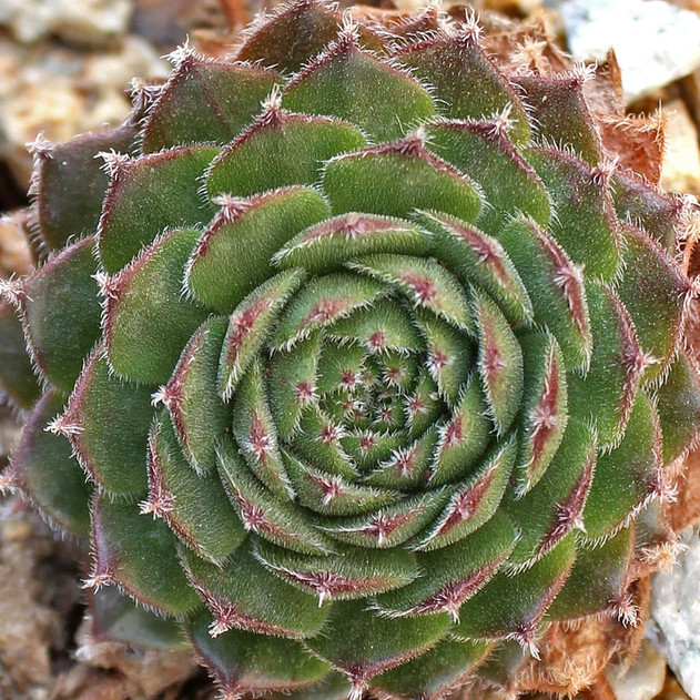 Sempervivum 'Hester' (Outdoors) - November