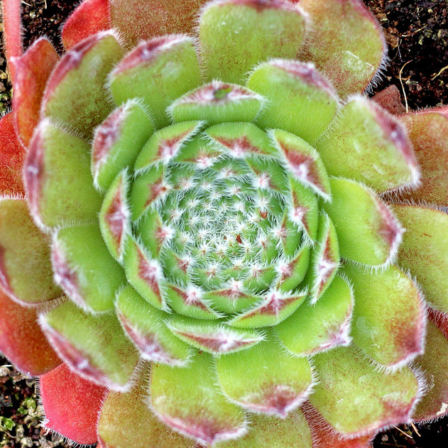 Sempervivum 'Hester' (Mature) - April