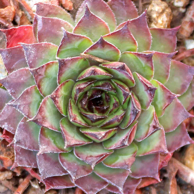 Sempervivum 'Maria Laach' (Outdoors) - November