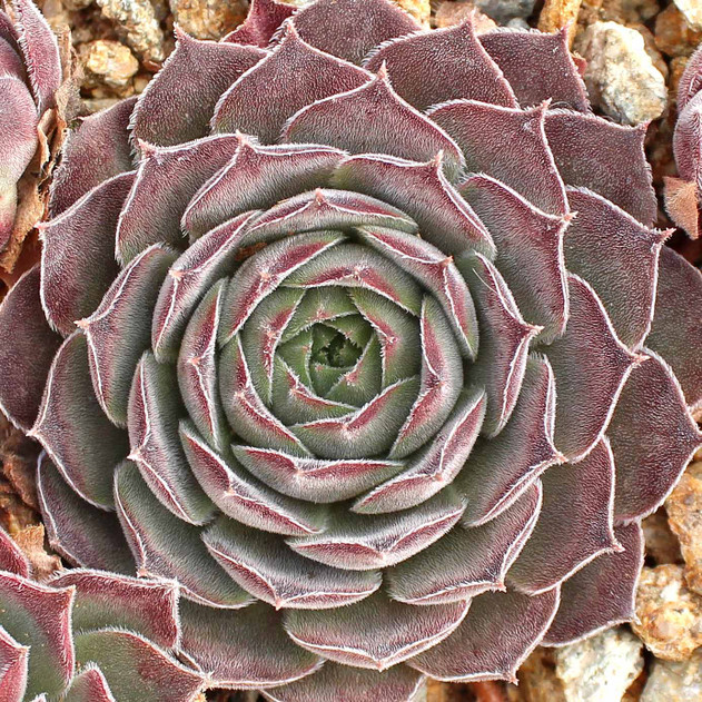Sempervivum 'Purdy' (Outdoors) - November