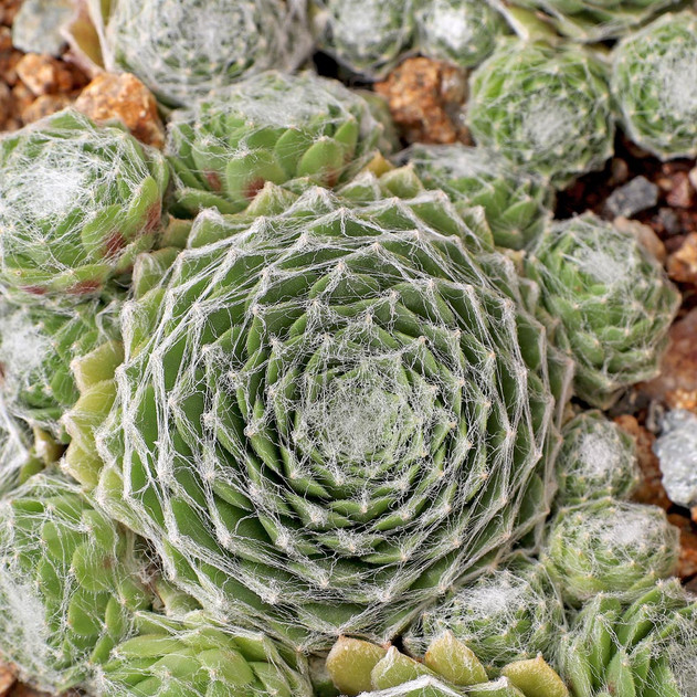 Sempervivum 'Webbi Flame' (Outdoors) - August