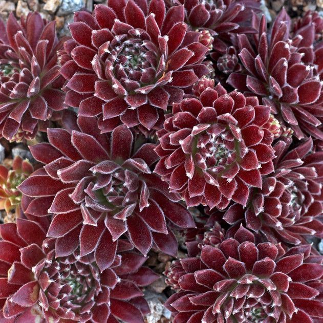 Sempervivum 'State Fair' (Outdoors) - May