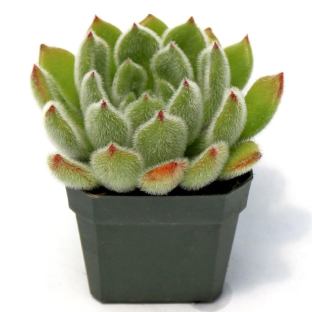 Echeveria 'Doris Taylor' - Woolly Rose