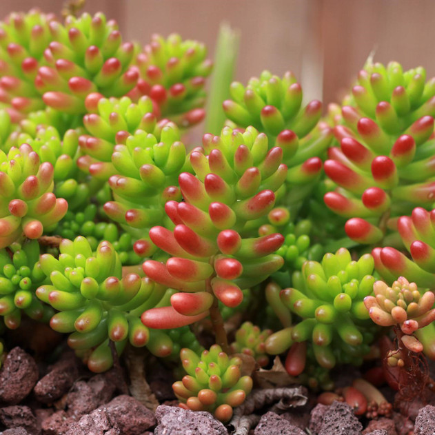 Sedum rubrotinctum - Jelly Bean (Photo by Reddit user adnama1188)