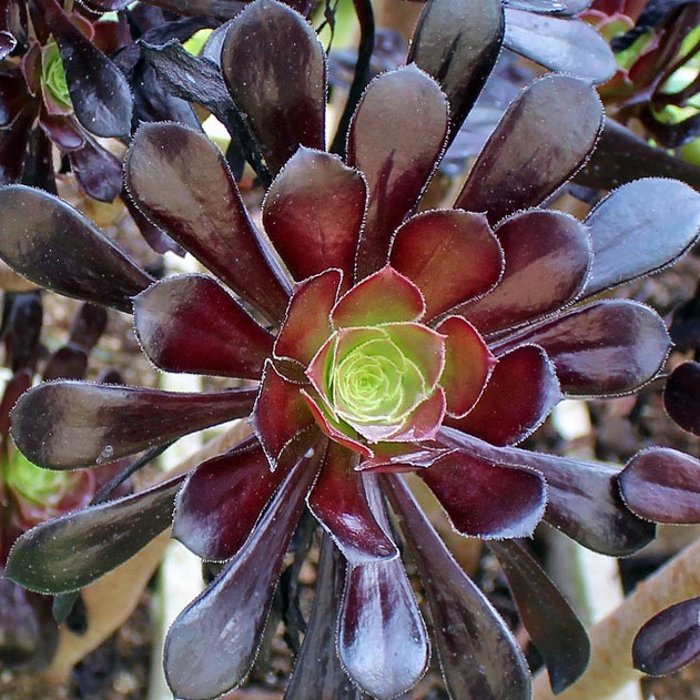 Aeonium arboreum 'Black Rose' | Mountain Crest Gardens™