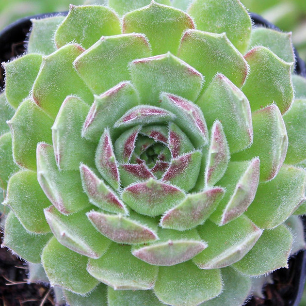 Sempervivum 'Bagdad' (Young) - March