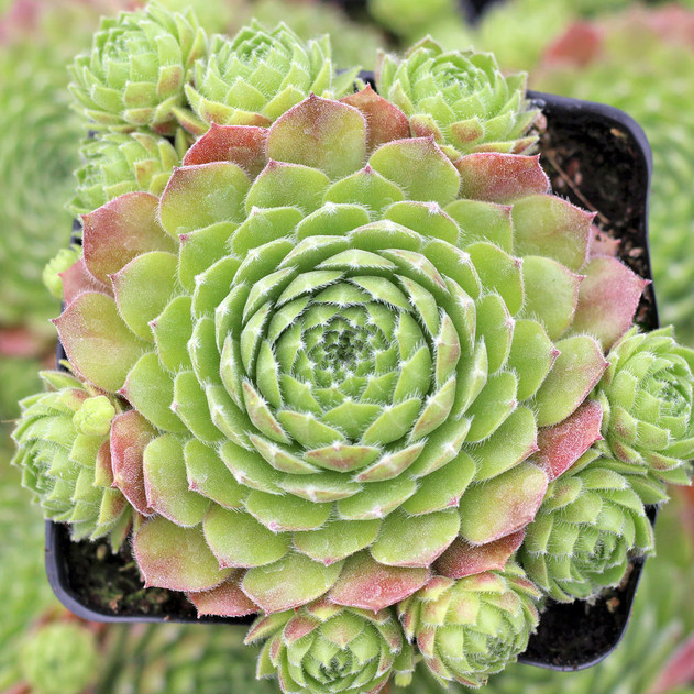 Sempervivum 'Bagdad' (Mature) - May