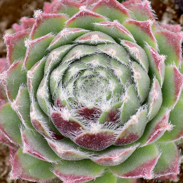 Sempervivum 'Bagdad' - May