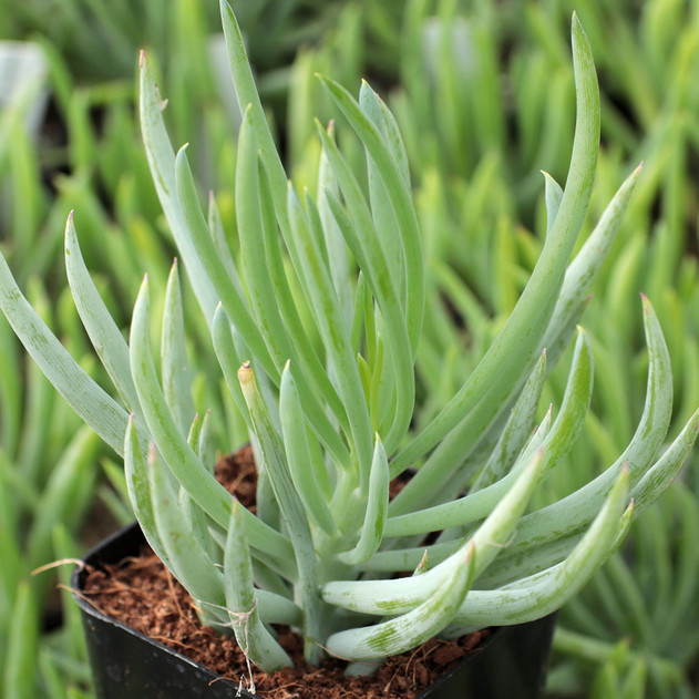 Senecio vitalis 'Serpents' (now Curio talinoides ssp. cylindricus) - Blue Chalk Fingers (February)