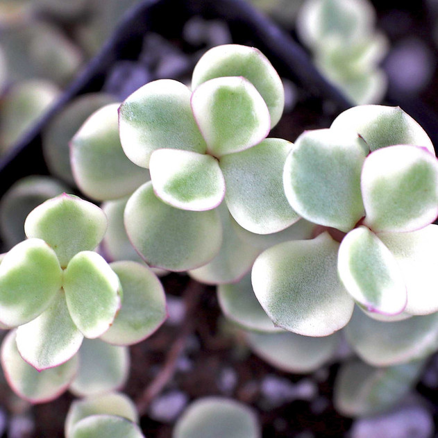 Portulacaria afra f. variegata - Miniature Jade, Rainbow Bush, Spekboom