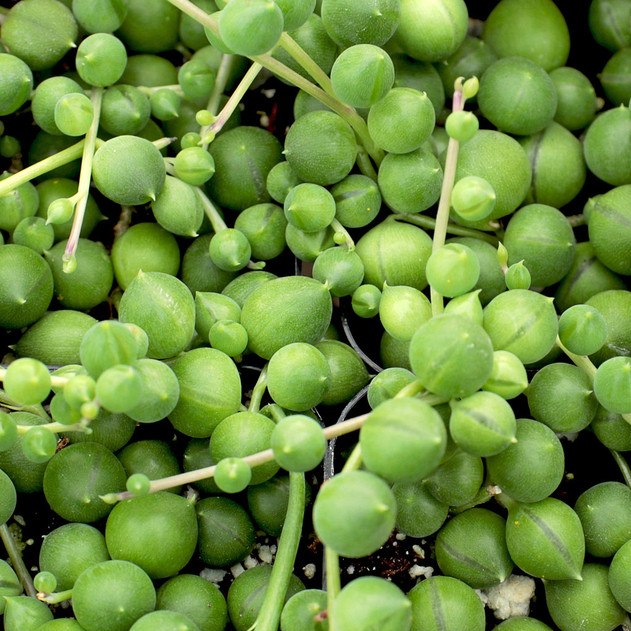 Senecio rowleyanus (now Curio rowleyanus) - String of Pearls - February
