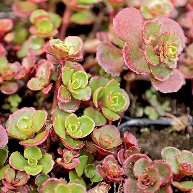 Sedum spurium 'Bronze Carpet' - Late Summer