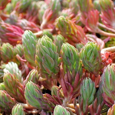 Sedum reflexum 'Sandy's Silver Crest'