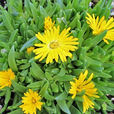Delosperma congestum 'Gold Nugget' (Ice Plant)