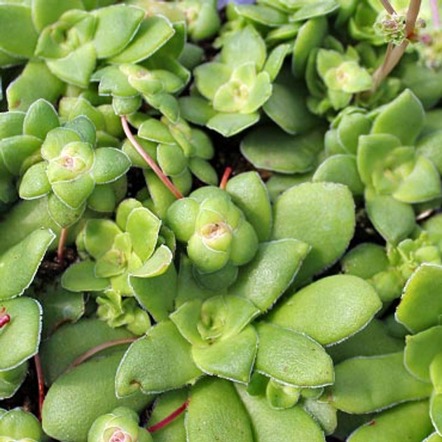 Crassula orbicularis