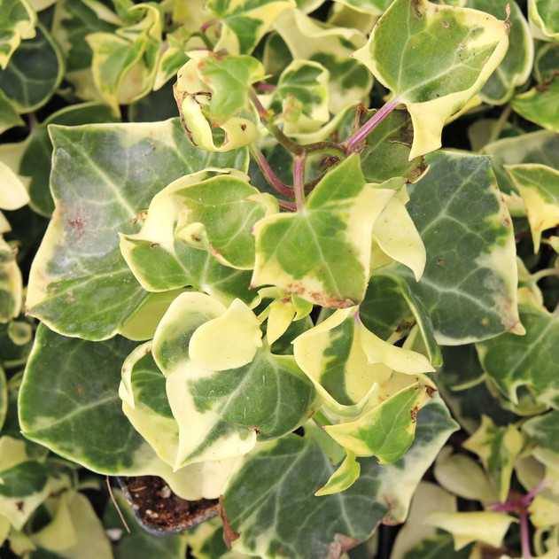 Senecio macroglossus f. variegatus - Variegated Wax Ivy