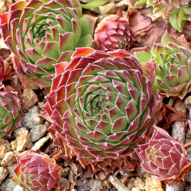 Sempervivum 'Hart 8' (Outdoors) - November